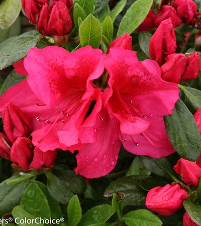 Azalea Bloom-A-Thon® Red